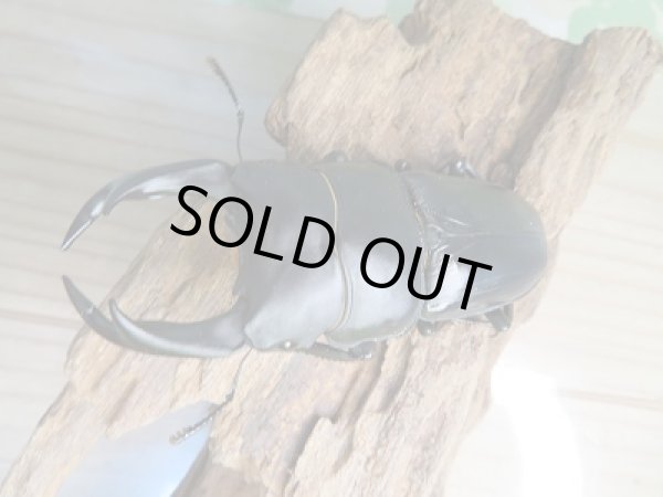 画像2: オオクワ301様より!!本日入荷☆能勢YG血統☆♂79ミリ♀50ミリ新成虫ペア販売!! (2)