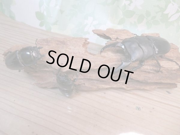 画像6: 新成虫☆アチェ産☆スマトラオオヒラタクワガタ♂94ミリ♀53ミリペア+♀51ミリ!トリオ販売!! (6)