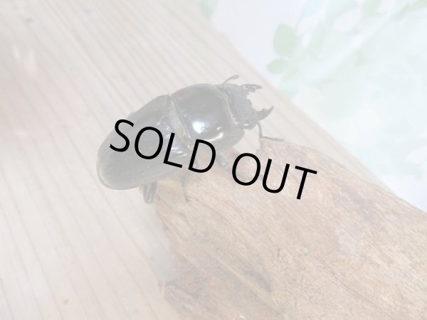 画像4: 新成虫☆アチェ産☆スマトラオオヒラタクワガタ♂94ミリ♀53ミリペア+♀51ミリ!トリオ販売!! (4)