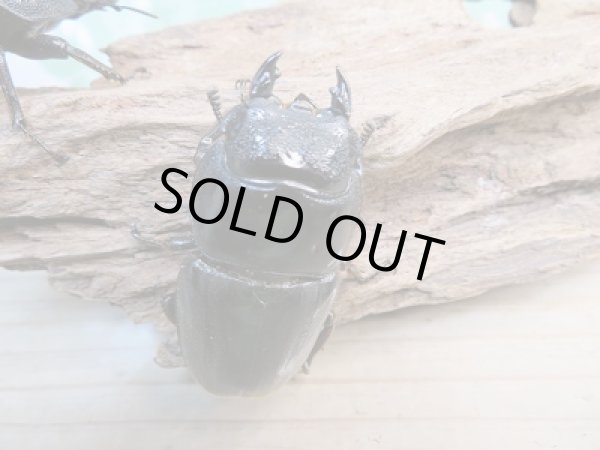 画像5: 新成虫☆アチェ産☆スマトラオオヒラタクワガタ♂94ミリ♀53ミリペア+♀51ミリ!トリオ販売!! (5)