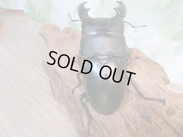 画像3: 新成虫☆アチェ産☆スマトラオオヒラタクワガタ♂94ミリ♀53ミリペア+♀51ミリ!トリオ販売!! (3)