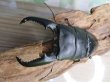 画像2: 新成虫☆アチェ産☆スマトラオオヒラタクワガタ♂94ミリ♀53ミリペア＋♀51ミリ！トリオ販売！！ (2)