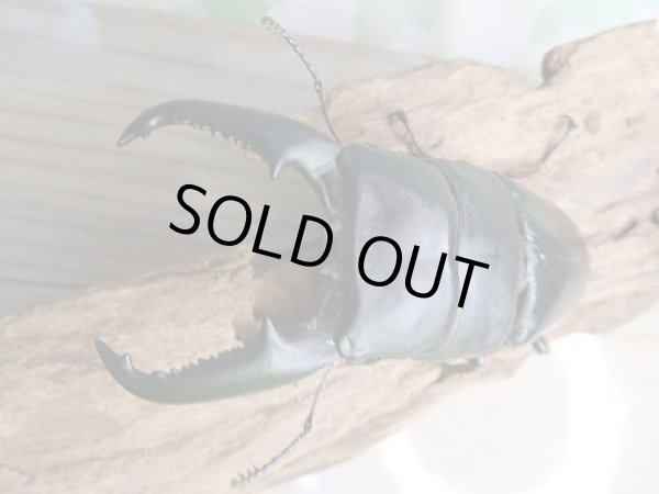 画像2: 新成虫☆アチェ産☆スマトラオオヒラタクワガタ♂94ミリ♀53ミリペア+♀51ミリ!トリオ販売!! (2)