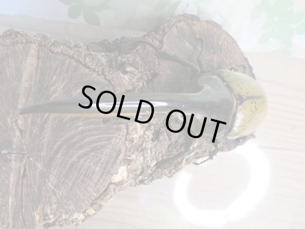 画像2: ☆新成虫☆D.H.ヘラクレス♂146ミリ♀71ミリペア販売!! (2)