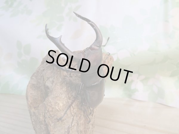 画像2: 新成虫!F1☆メルキオリティスフタマタクワガタ♂79ミリ単品販売!! (2)