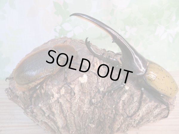 画像5: ☆新成虫☆D.H.ヘラクレス♂146ミリ♀71ミリペア販売!! (5)