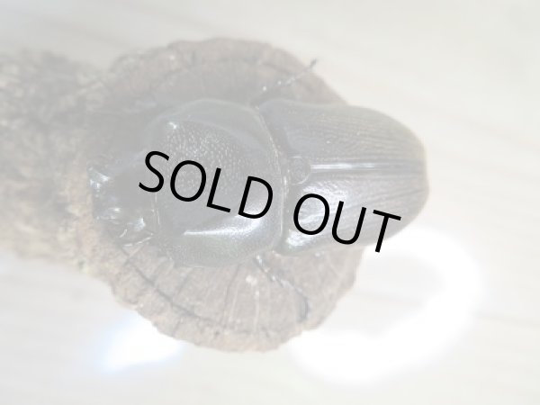 画像2: ☆WF1☆ヒラズツツサイ カブト初二令幼虫3頭セット販売!! (2)