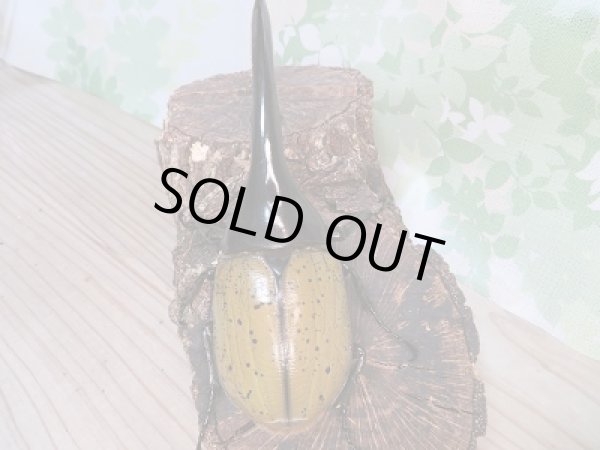 画像3: ☆新成虫☆D.H.ヘラクレス♂146ミリ♀71ミリペア販売!! (3)