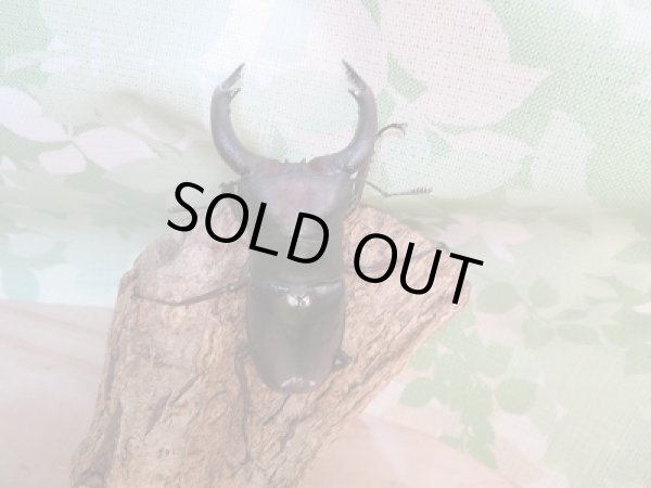 画像3: 新成虫!F1☆メルキオリティスフタマタクワガタ♂79ミリ単品販売!! (3)