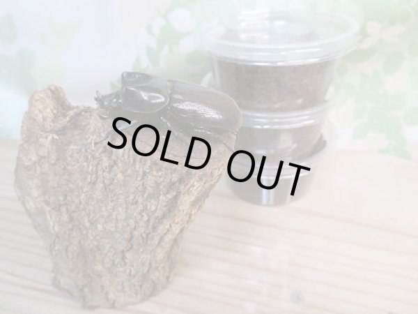 画像3: ☆WF1☆ヒラズツツサイ カブト初二令幼虫3頭セット販売!! (3)