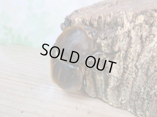 画像4: ☆新成虫☆D.H.ヘラクレス♂146ミリ♀71ミリペア販売!! (4)