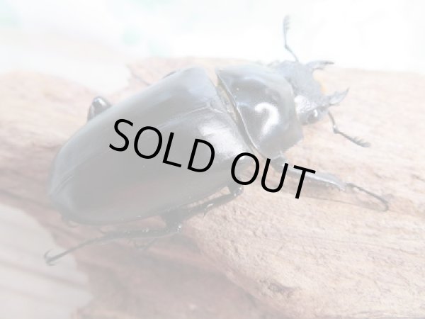 画像4: 新成虫!ギラファノコギリクワガタ(ケイスケ)♂97ミリ♀50ミリペア販売!! (4)