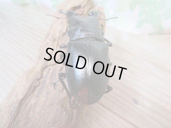 画像3: 新成虫!ギラファノコギリクワガタ(ケイスケ)♂97ミリ♀50ミリペア販売!! (3)