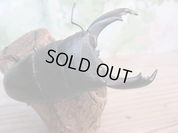 画像2: 長野支部より本日入荷☆F1☆テイオウヒラタクワガタ初二令幼虫3頭セット販売!! (2)