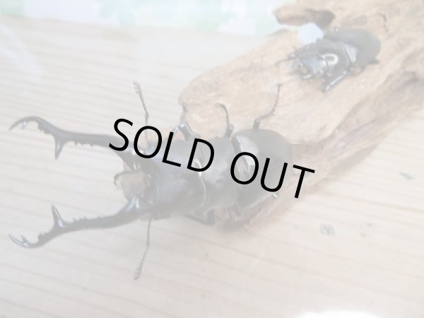 画像5: 新成虫!ギラファノコギリクワガタ(ケイスケ)♂97ミリ♀50ミリペア販売!! (5)