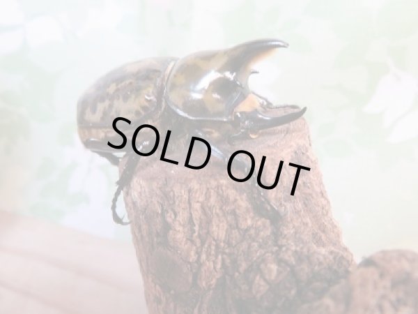 画像2: 長野支部より本日入荷☆CBF1☆ティティウスシロカブト初二令幼虫3頭セット販売!! (2)