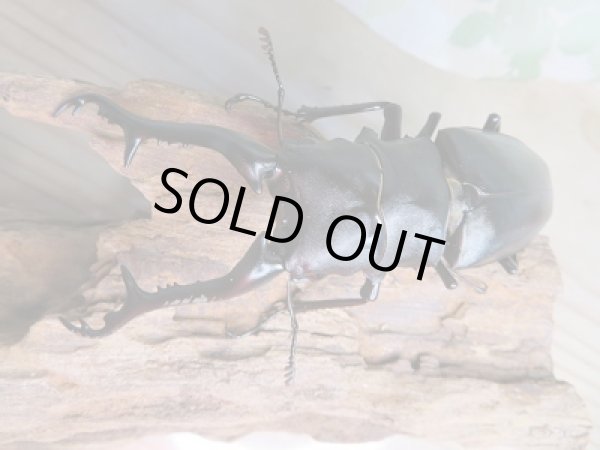 画像2: 新成虫!ギラファノコギリクワガタ(ケイスケ)♂97ミリ♀50ミリペア販売!! (2)