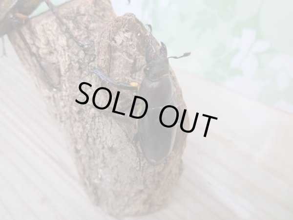 画像3: 野外採集品‼長野県岡谷市産☆ミヤマクワガタ♂57ミリ〜68ミリペア販売!! (3)