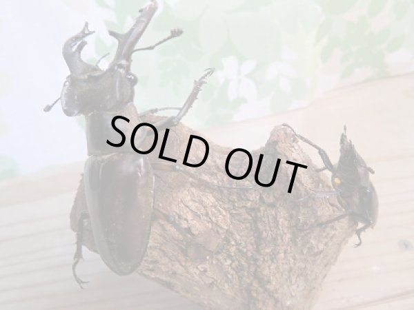 画像4: 野外採集品‼長野県岡谷市産☆ミヤマクワガタ♂57ミリ〜68ミリペア販売!! (4)