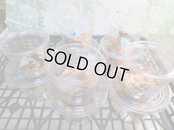 画像5: 野外採集品‼長野県岡谷市産☆ミヤマクワガタ♂57ミリ〜68ミリペア販売!! (5)