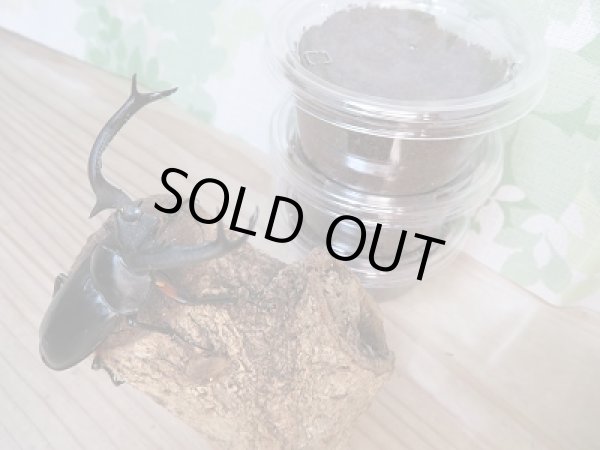 画像3: ☆F3☆ディディエールシカクワガタ初二令幼虫3頭セット販売!! (3)