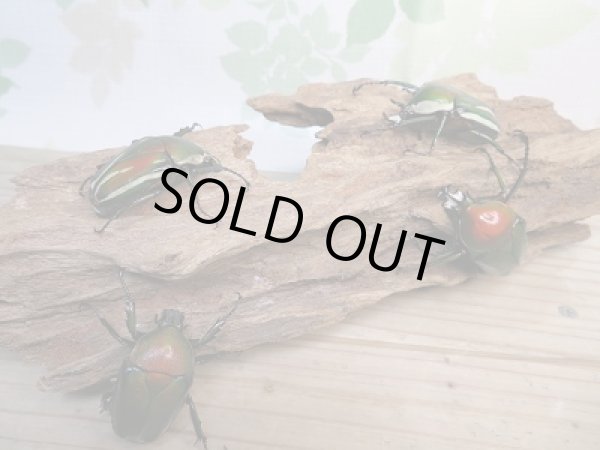 画像6: 新成虫!シロヘリオオツノカナブン♂♀フリーサイズペア+もう1ペアプレゼント販売!! (6)