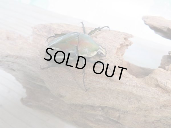 画像4: 新成虫!シロヘリオオツノカナブン♂♀フリーサイズペア+もう1ペアプレゼント販売!! (4)