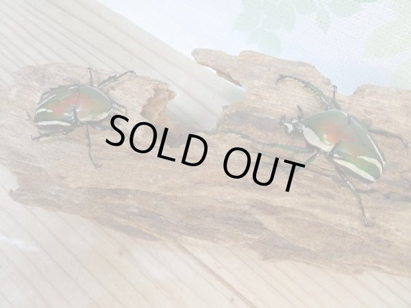 画像5: 新成虫!シロヘリオオツノカナブン♂♀フリーサイズペア+もう1ペアプレゼント販売!! (5)