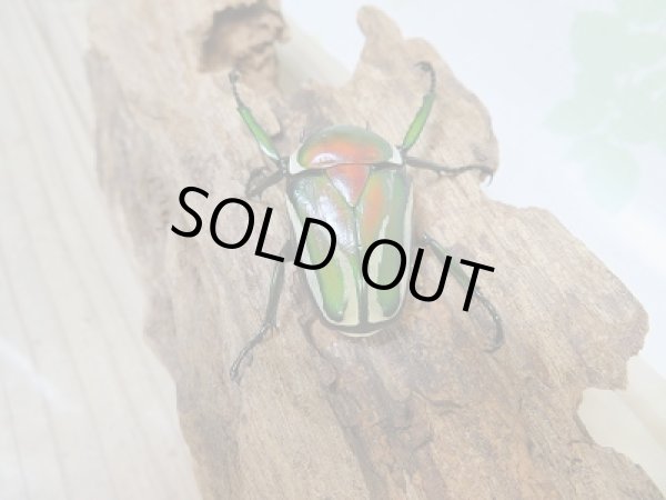 画像3: 新成虫!シロヘリオオツノカナブン♂♀フリーサイズペア+もう1ペアプレゼント販売!! (3)