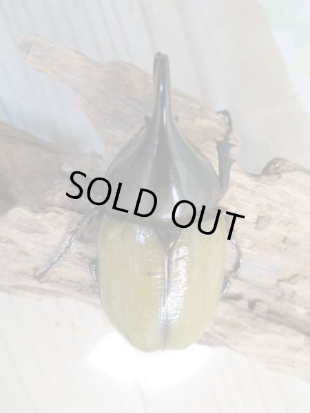 画像2: 新成虫!D.H.レイディ♂68ミリ♀53ミリペア販売!! (2)