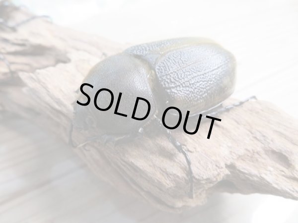 画像4: 新成虫!D.H.レイディ♂68ミリ♀53ミリペア販売!! (4)