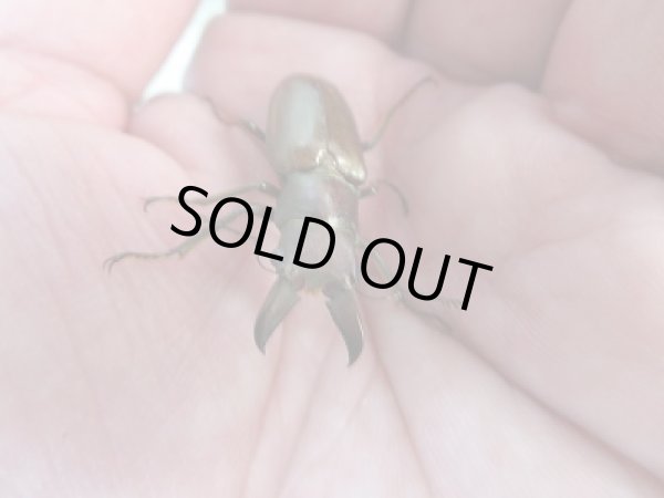 画像2: 新成虫☆チュウホソアカクワガタ☆♂30ミリ♀フリーサイズペア販売!! (2)