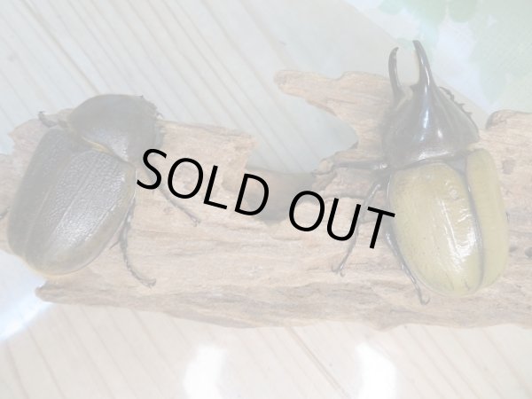 画像5: 新成虫!D.H.レイディ♂68ミリ♀53ミリペア販売!! (5)