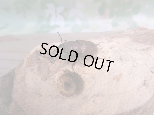 画像4: 新成虫☆チュウホソアカクワガタ☆♂30ミリ♀フリーサイズペア販売!! (4)