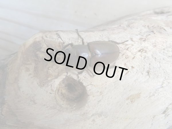 画像5: 新成虫☆チュウホソアカクワガタ☆♂30ミリ♀フリーサイズペア販売!! (5)