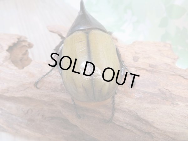 画像3: 新成虫!D.H.レイディ♂68ミリ♀53ミリペア販売!! (3)