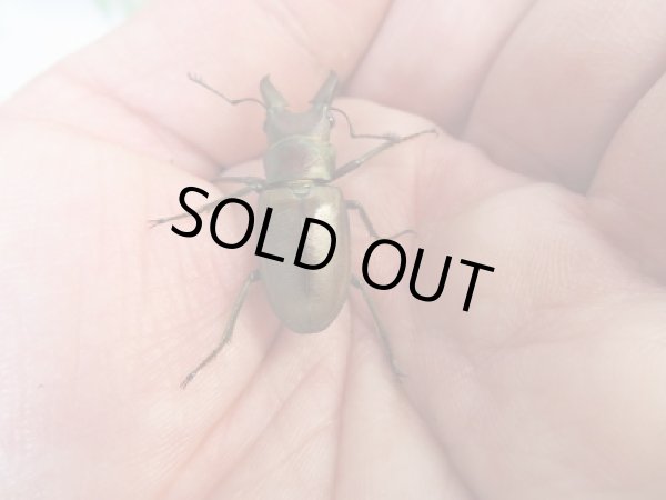 画像3: 新成虫☆チュウホソアカクワガタ☆♂30ミリ♀フリーサイズペア販売!! (3)