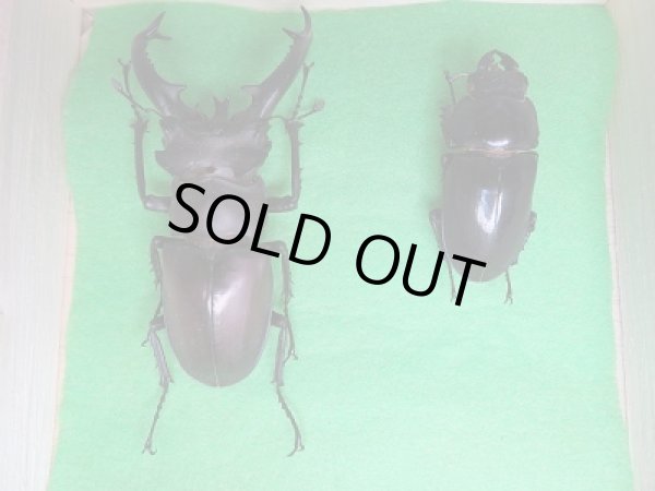 画像2: ☆台湾ミヤマクワガタ☆初二令幼虫3頭セット販売!! (2)