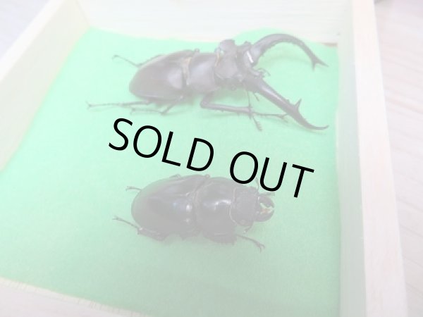 画像3: ☆台湾ミヤマクワガタ☆初二令幼虫3頭セット販売!! (3)
