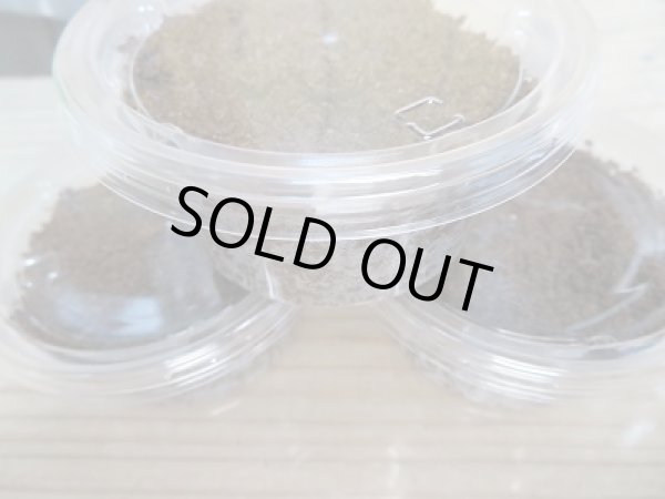 画像4: ☆台湾ミヤマクワガタ☆初二令幼虫3頭セット販売!! (4)