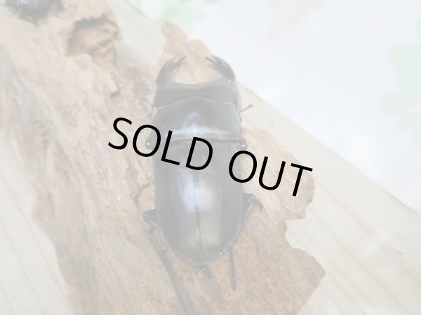 画像3: 新成虫☆能勢YG☆国産オオクワガタ♂72ミリ♀45ミリペア販売!! (3)