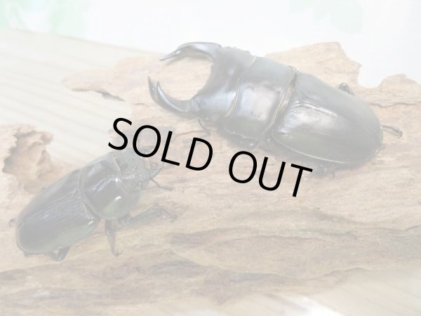 画像5: 新成虫☆能勢YG☆国産オオクワガタ♂72ミリ♀45ミリペア販売!! (5)