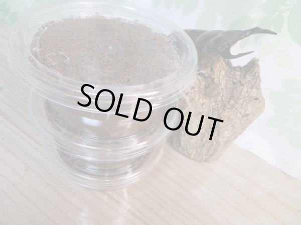 画像2: ☆雲南省産☆F3!アンタエウスオオクワガタ(中国アンテ)初二令幼虫3頭セット販売!! (2)