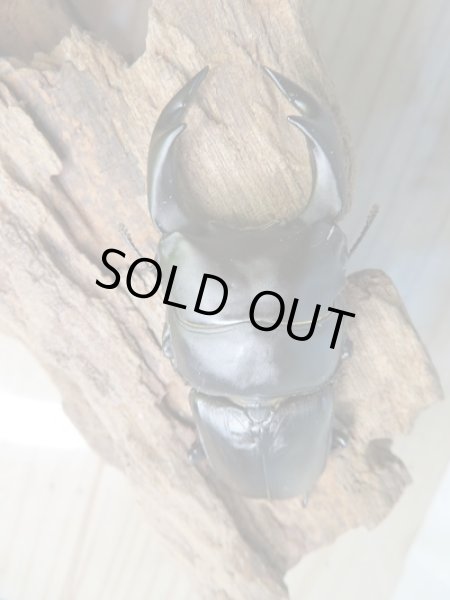 画像2: 新成虫☆能勢YG☆国産オオクワガタ♂72ミリ♀45ミリペア販売!! (2)