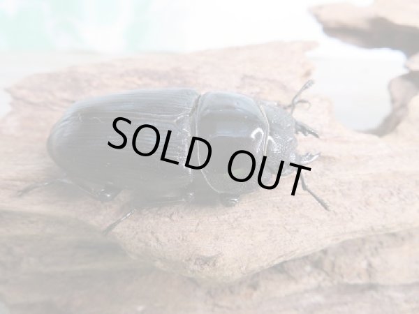 画像4: 新成虫☆能勢YG☆国産オオクワガタ♂72ミリ♀45ミリペア販売!! (4)