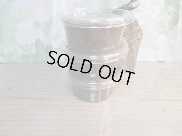 画像3: ☆雲南省産☆F3!アンタエウスオオクワガタ(中国アンテ)初二令幼虫3頭セット販売!! (3)