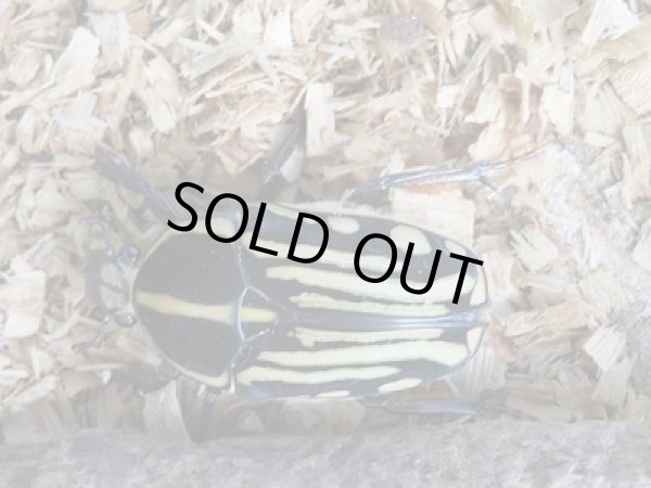 画像4: 新成虫☆WF1☆クラッツオオツノカナブン(マリアナ)♂56ミリ♀ーA'フリーサイズペア販売!! (4)