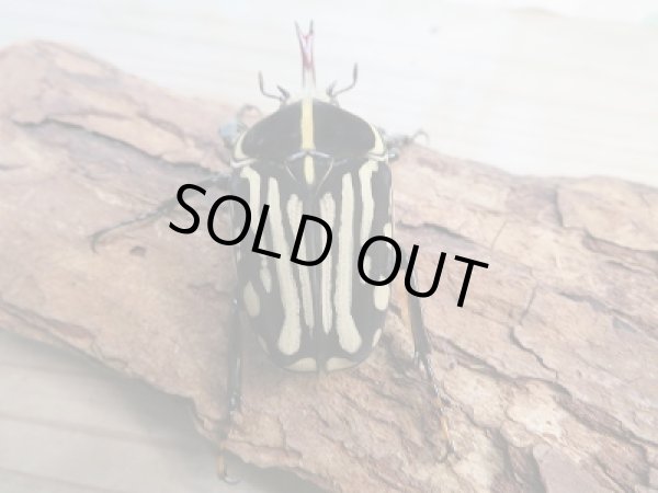 画像3: 新成虫☆WF1☆クラッツオオツノカナブン(マリアナ)♂56ミリ♀ーA'フリーサイズペア販売!! (3)