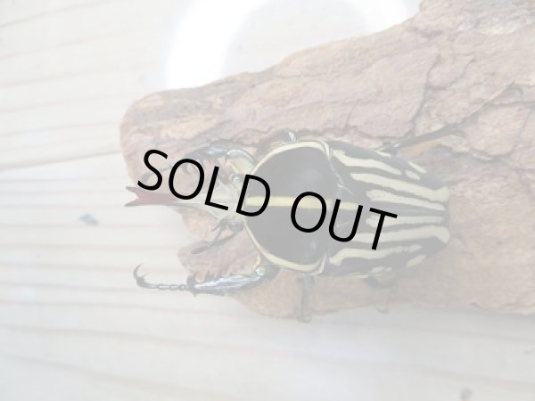 画像2: 新成虫☆WF1☆クラッツオオツノカナブン(マリアナ)♂56ミリ♀ーA'フリーサイズペア販売!! (2)