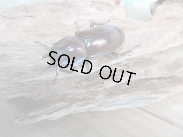 画像4: 新成虫☆F1☆フォルスターフタマタクワガタ(亜種ニシ)♂60ミリ♀35ミリペア販売!! (4)